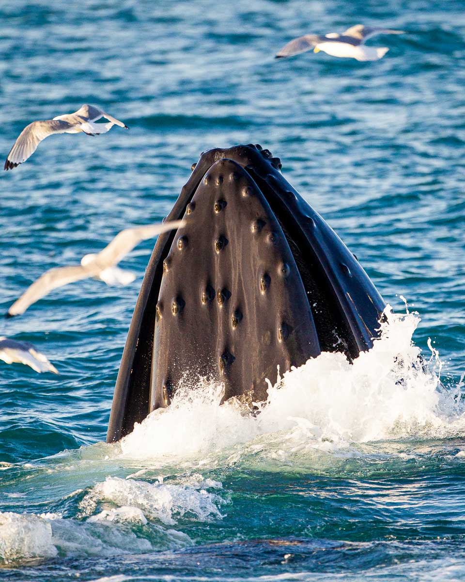 Humpback whale seen on a whale watching tour in Newport Beach