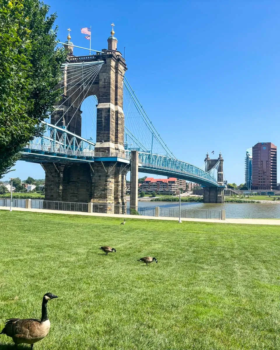 John A. Roebling Bridge seen from the Smale Riverfront Park - Cincinnati