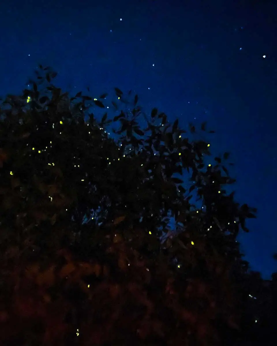 Kuala Selangor Fireflies seen on a tour in Kuala Lumpur, Malaysia