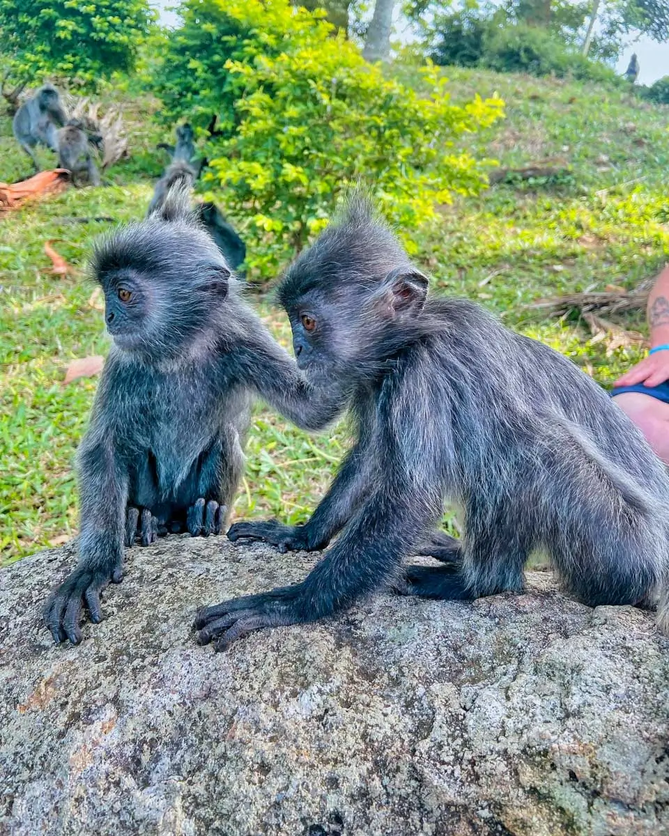 Monkeys spotted on a tour to Kuala Selangor Kuala Lumpur, Malaysia