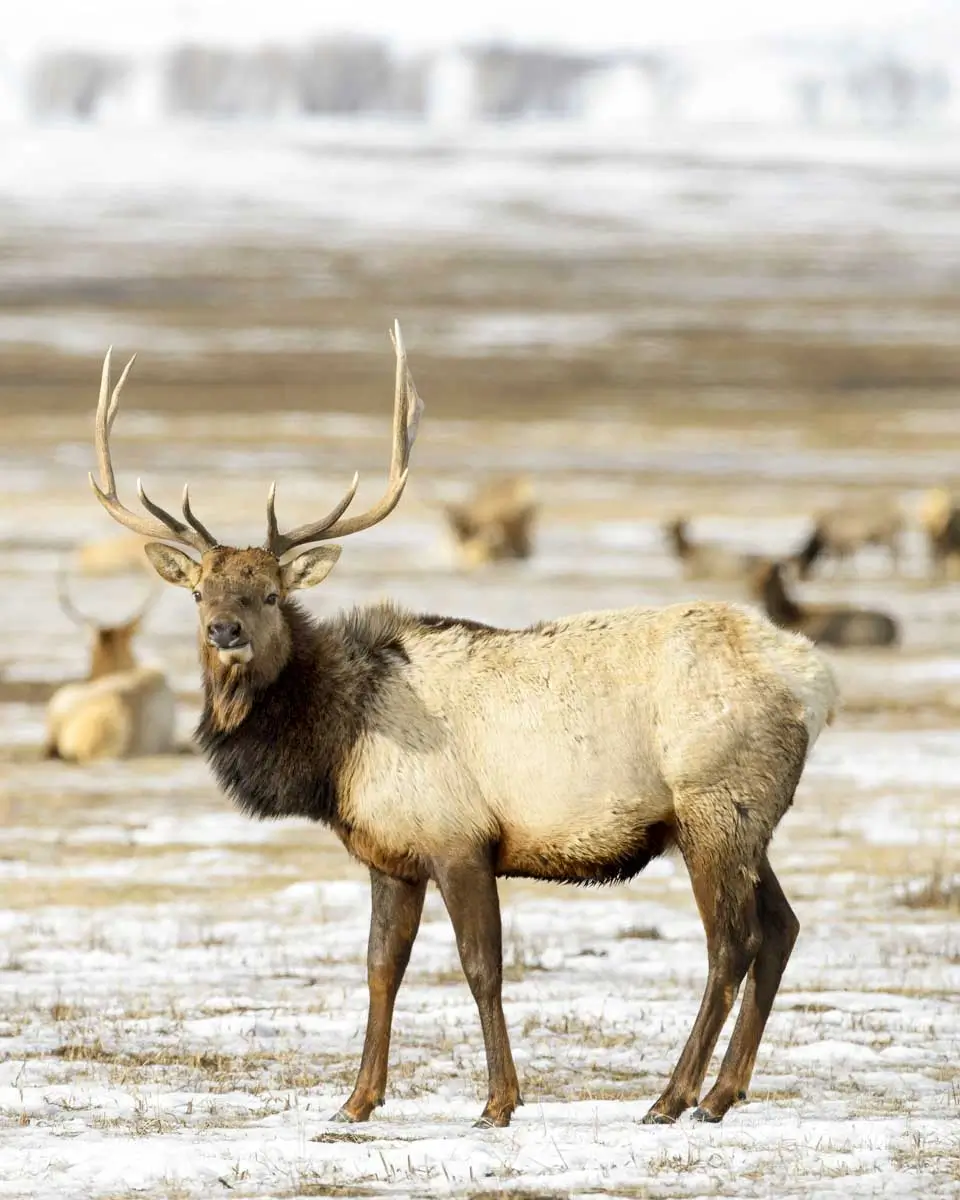 National Elk Refuge near Jackson Hole Wyoming
