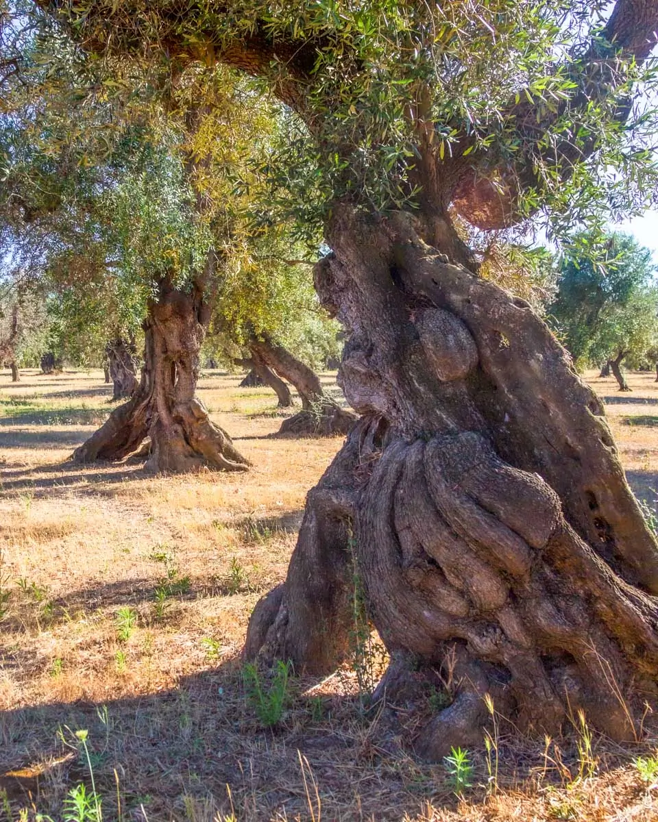 Olive trees seen in a field outside of Leece Italy