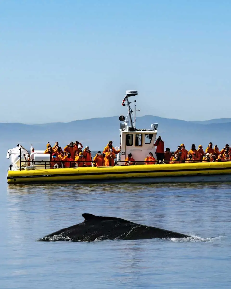 People in a boat on whale watching tour in Quebec