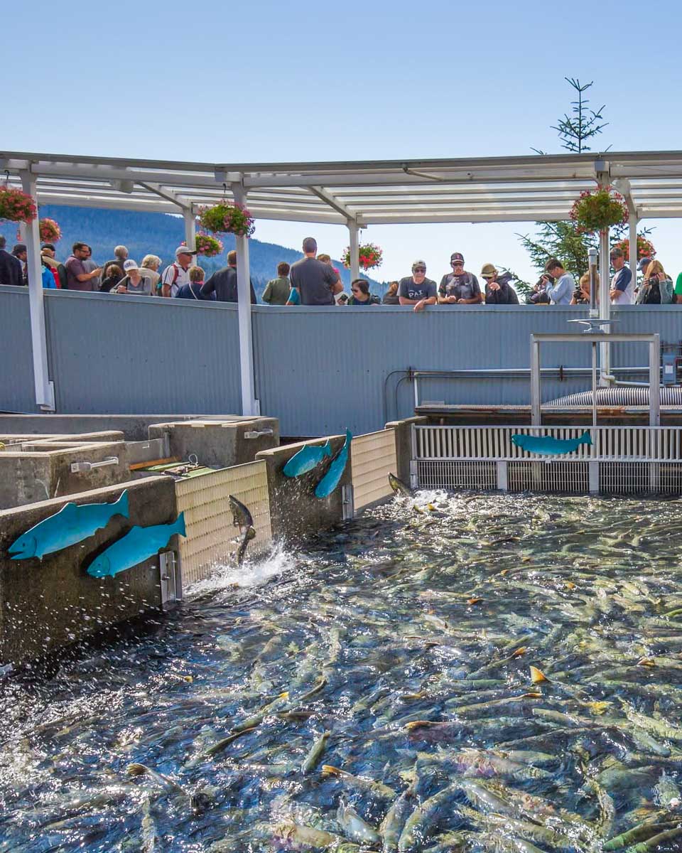 People observe salmon at the DIPAC Macaulay Salmon Hatchery in Juneau