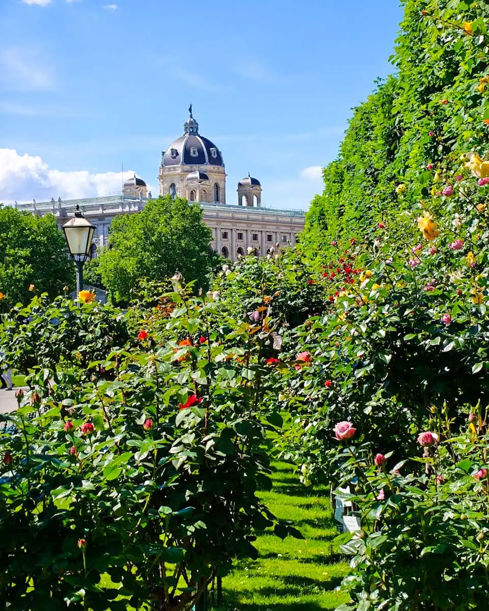 Rose Garden in Vienna's Volksgarten with the Kunsthistorisches Museum