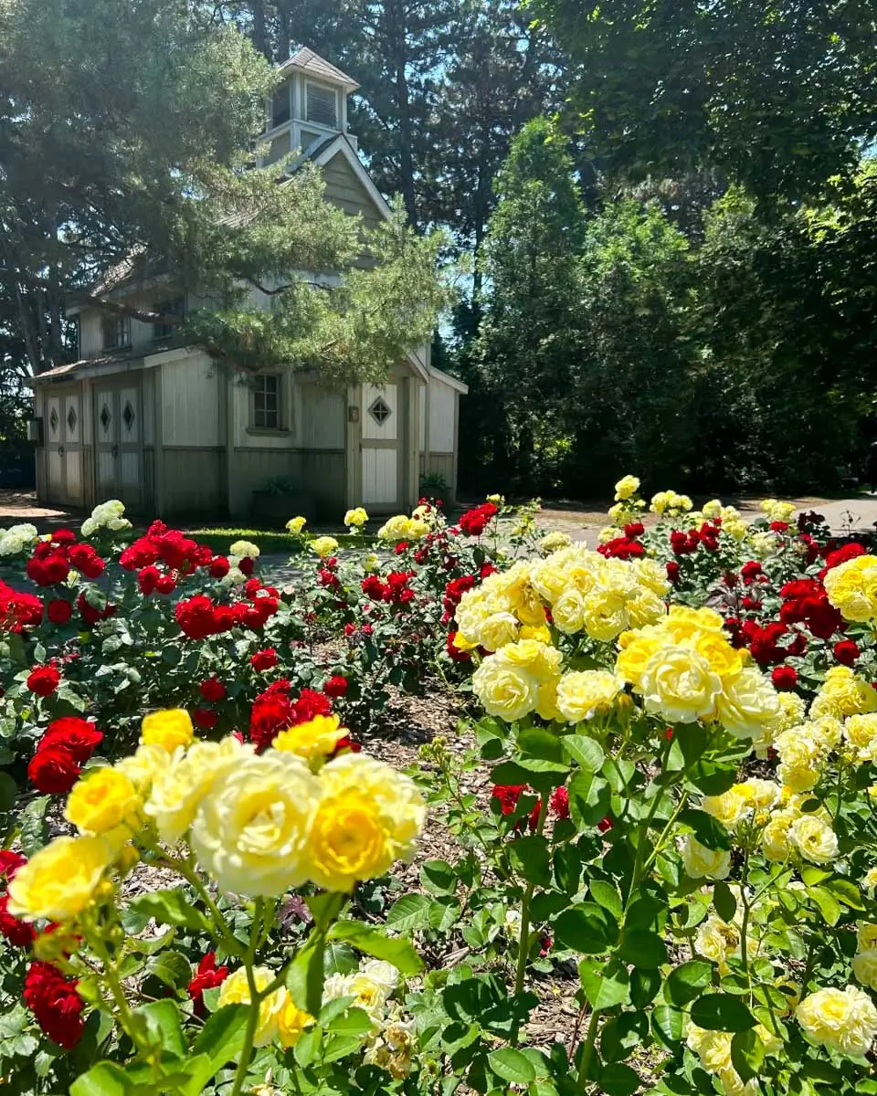 Rose garden at Jardin Botanique in Montreal