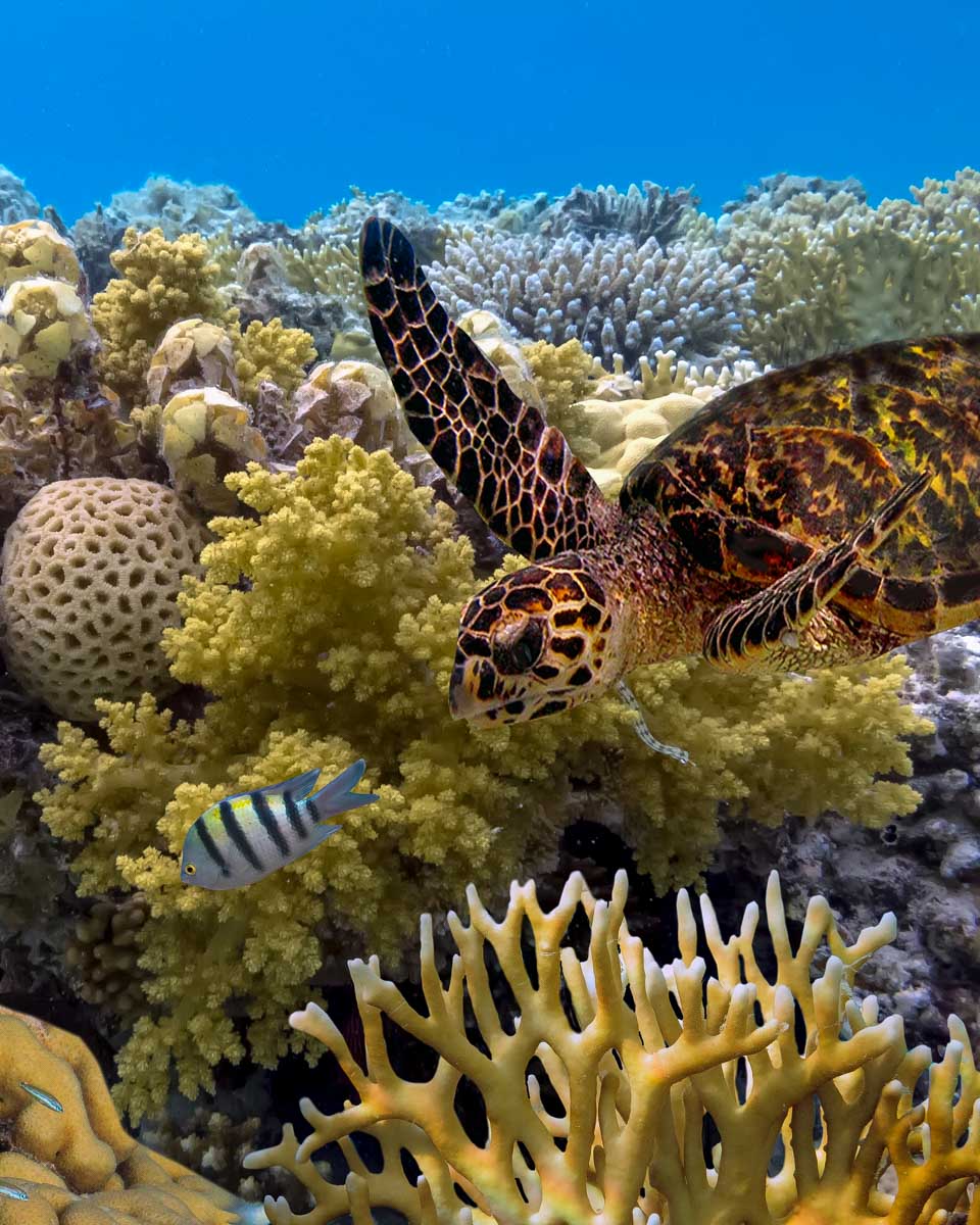 Sea turtle seen while scuba diving in Costa Maya