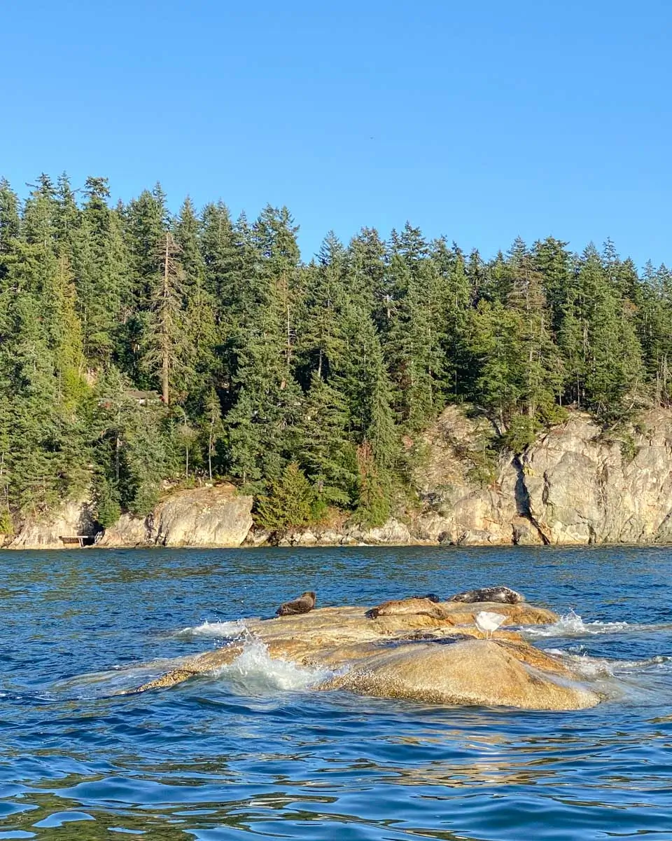 Seals and wildlife seen on a zodiac tour from Halifax, Nova Scotia