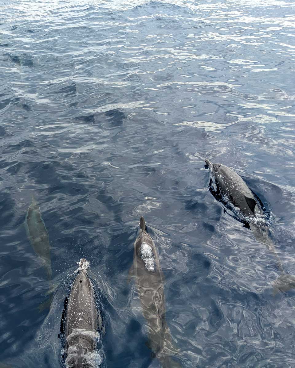 Several-dolphins-seen-on-a-tour-in the Azores Portugal