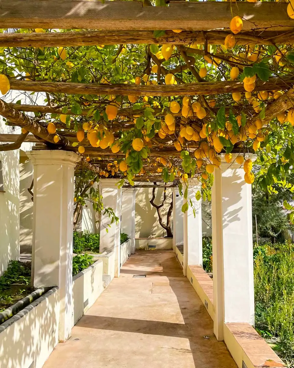 The lemon and citron pergola at Garden of Minerva in Salerno, Italy