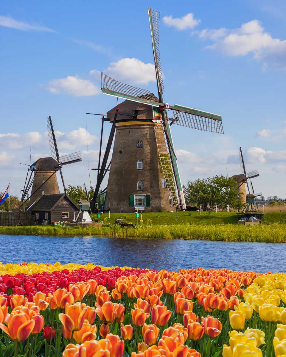 Tulips in front of the Kinderdijk windmills seen on a tour from Rotterdam