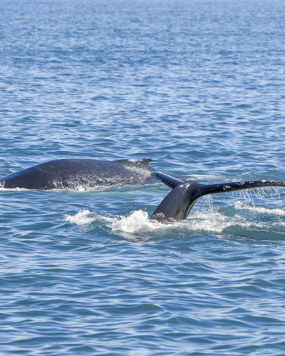 Two humpback whales seen on whale watching cruise tour from Newport Beach