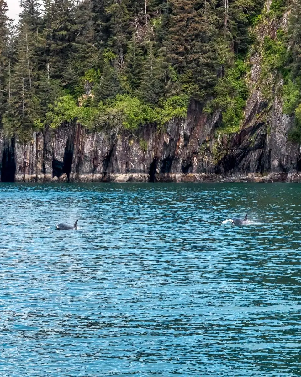 Two orcas in in Kenai Fjords National Park on a tour from Seward Alaska
