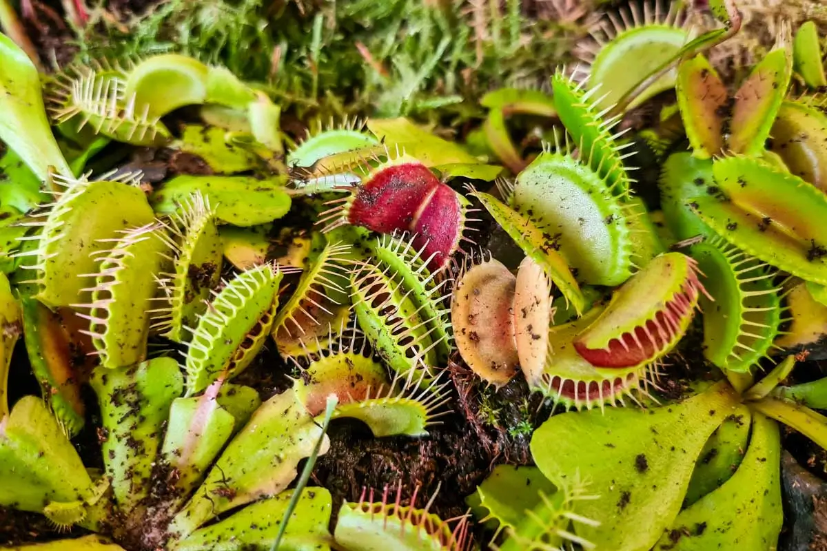 Venus Flytraps on Flytrap Trail at at Carolina Beach State Park, Wilmington, North Carolina