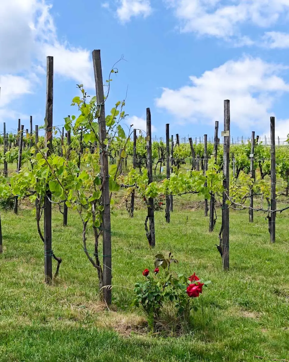 Rows of grapevines growing in a vineyard in Etyek, Hungary