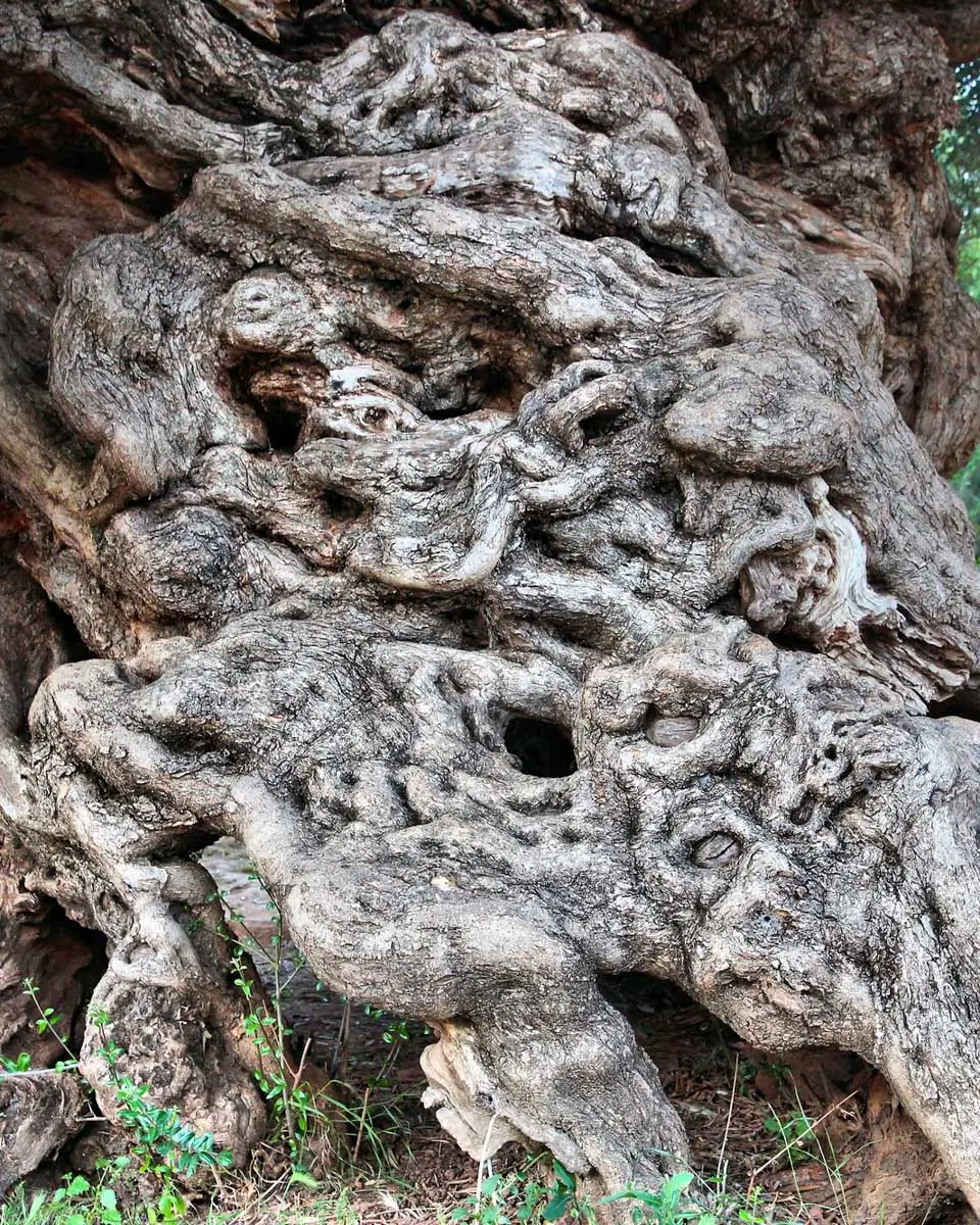 Vouves Tree seen during a wine tour in Crete, Greece