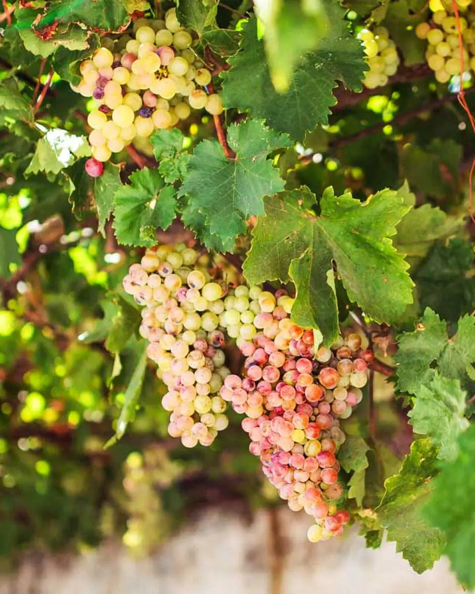 grapes seeen on Mykonos Wine Tour Vineyard