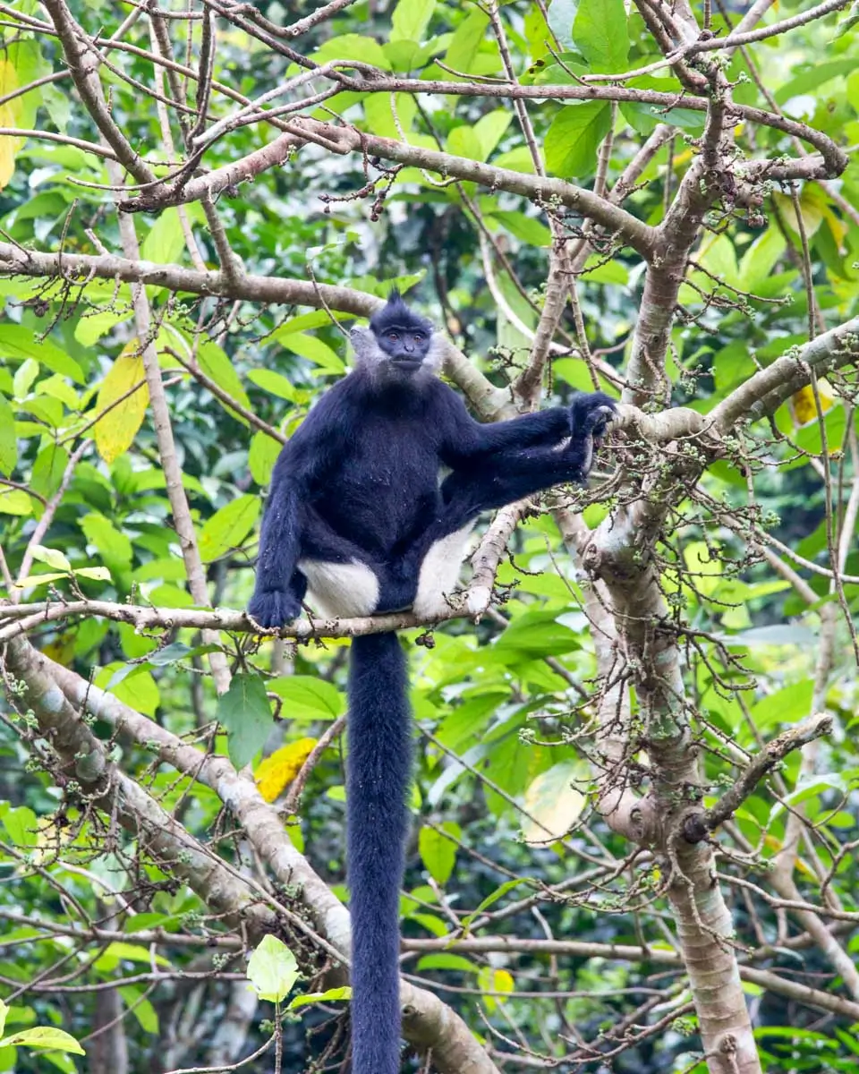 A black and white gibbon seen in Cuc Phuong National Park, Ninh Binh, Vietnam