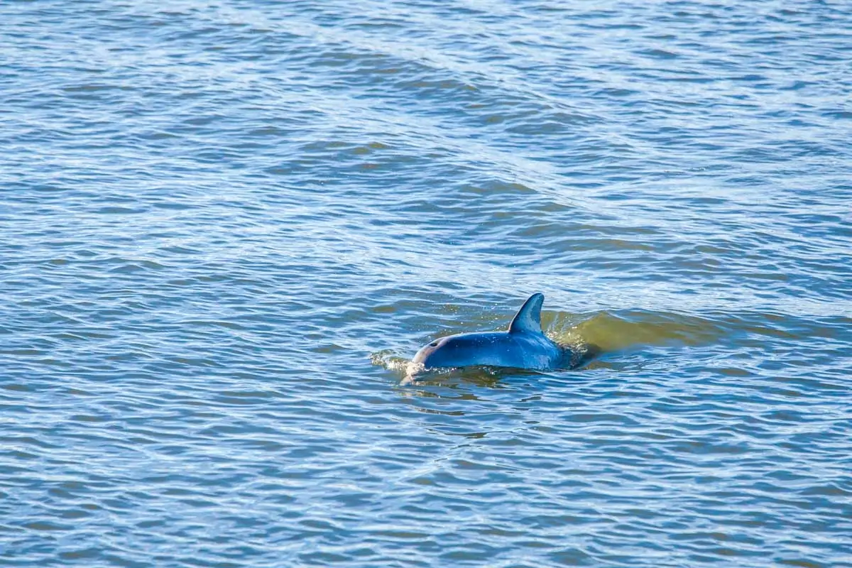 A bottlenose dolphin seen on a cruise of Hilton Head, South Carolina 3