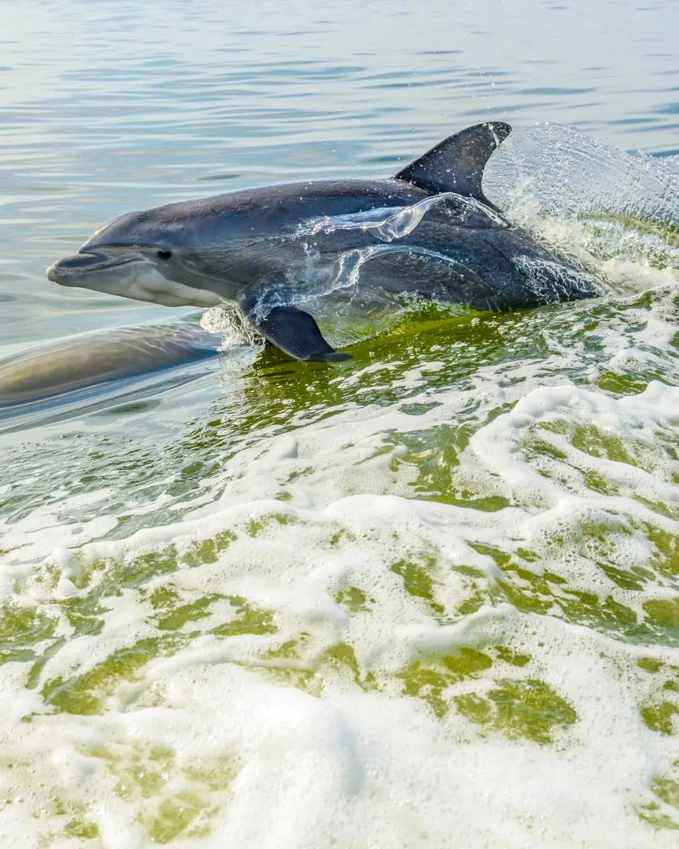 A bottlenose dolphin seen on a cruise of Hilton Head, South Carolina