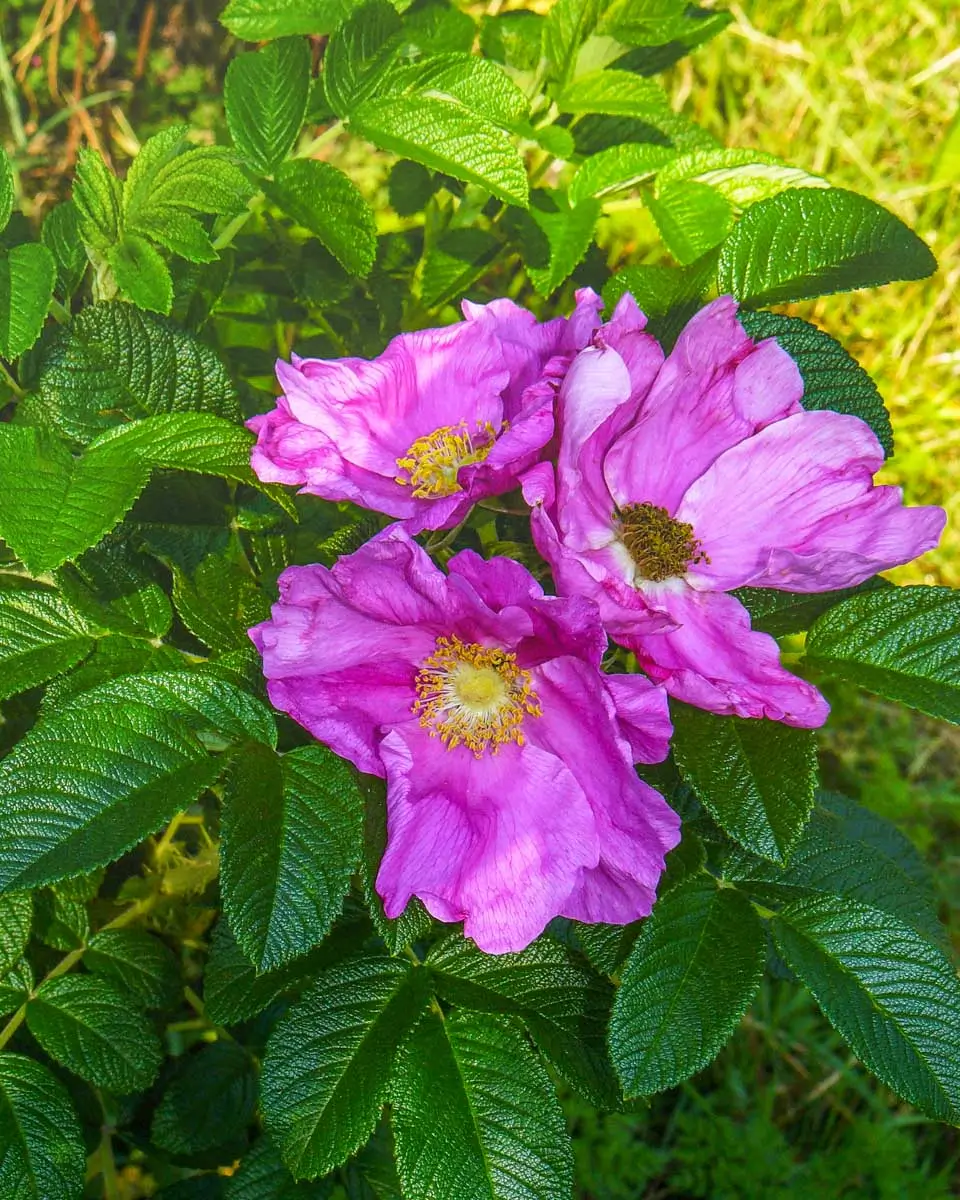 A close shot of a flower in the Williamsburg Botanical Gardens, Virginia