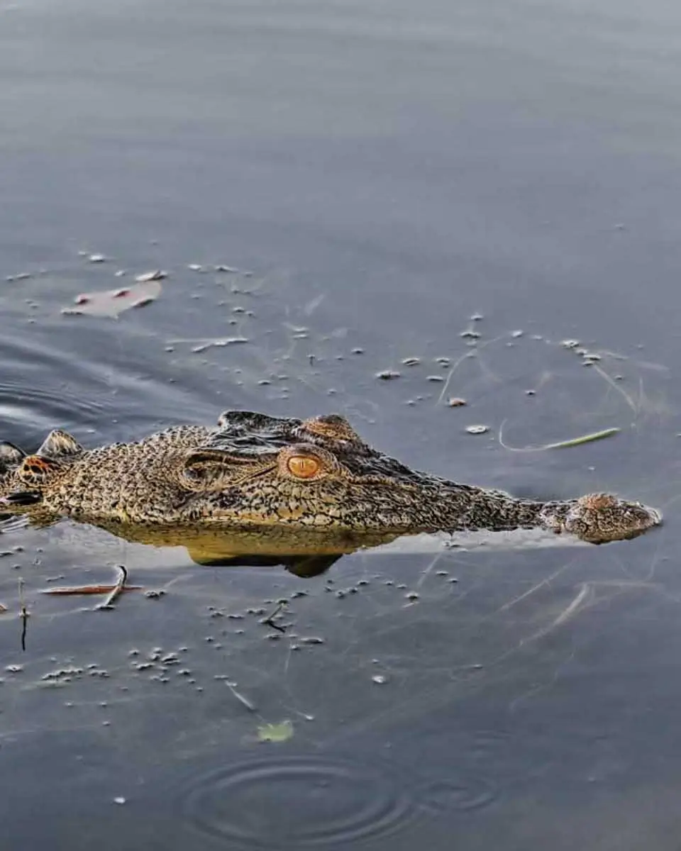 A crocodile seen on a cruise on a tour from Cairns Australia