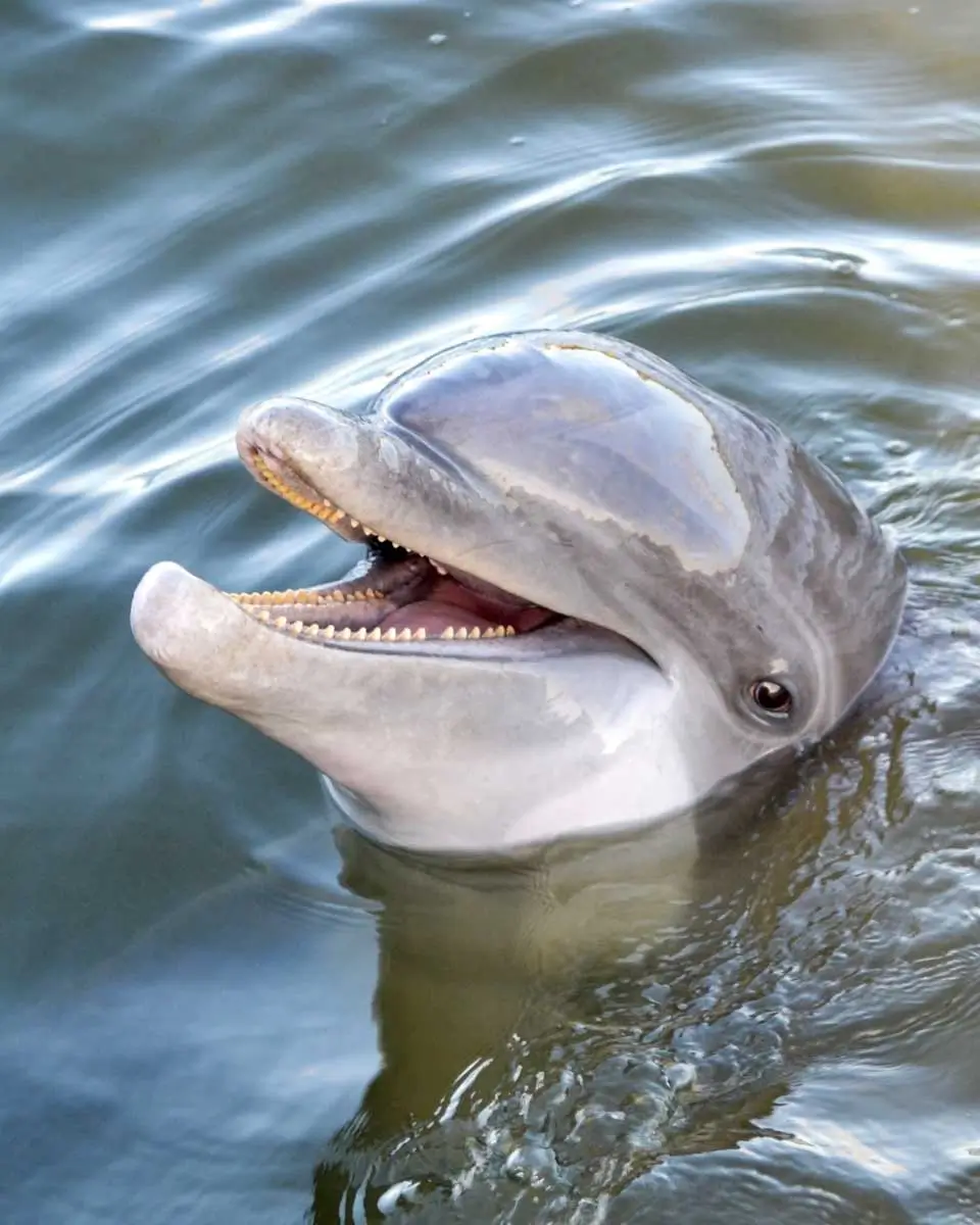 A dolphin spotted during kayaking tour in Hilton Head Island, USA