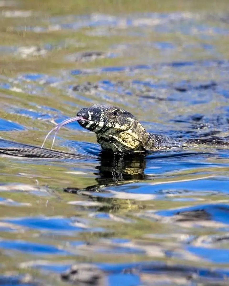 A goanna spotted in Everglades while canoeing in Noosa, Australia