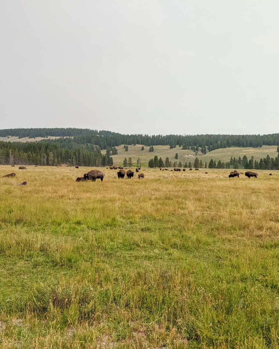 A group of bison seen on a tour to Yellowstone National Park from Jackson Hole Wyoming 1
