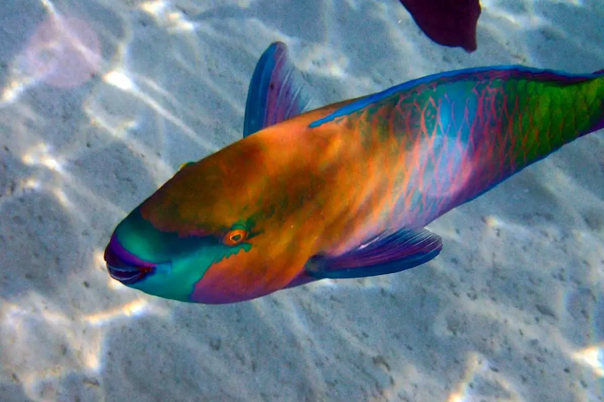 A parrotfish seen while snorkeling in Siesta Key, Florida