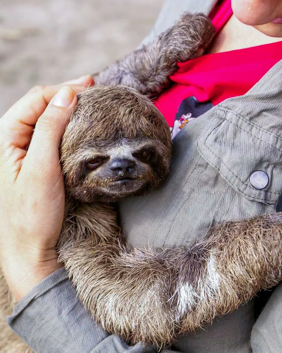 A person holding a sloth at a sanctuary in Roatan, Honduras