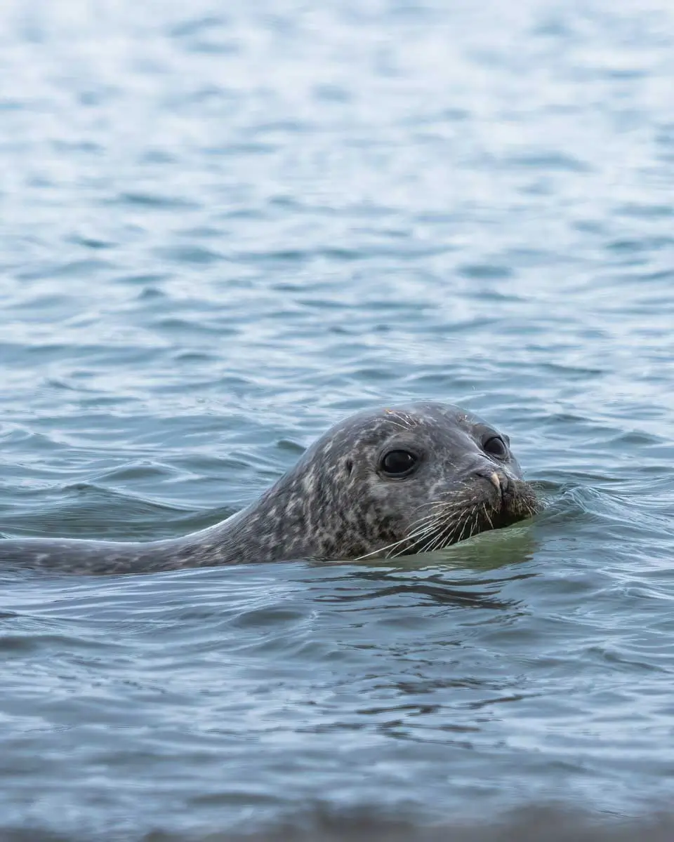 A-seal-swims-seen-while-on-a-tour-from-Friday Harbor, San Juan Islands, Washington