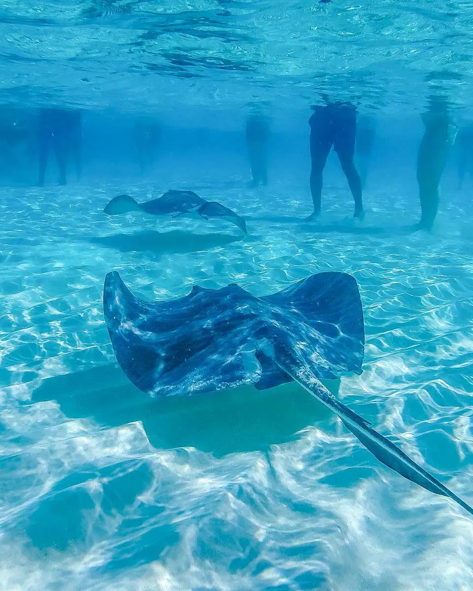 A stringray seen on a snorkeling tour in Moorea, French Polynesia