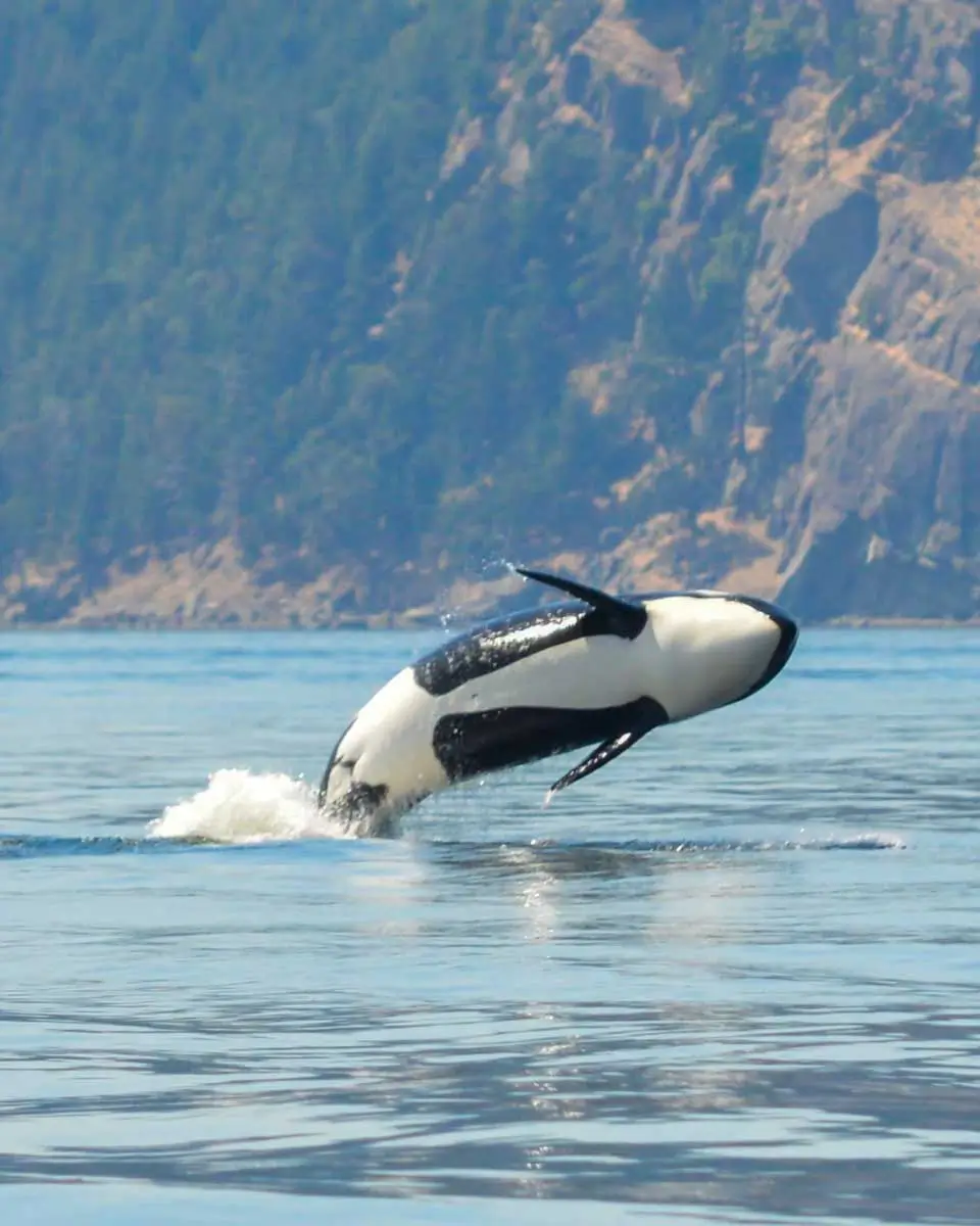 An Orca whale spotted on a whale watching cruise tour in San Juan Islands, Washington