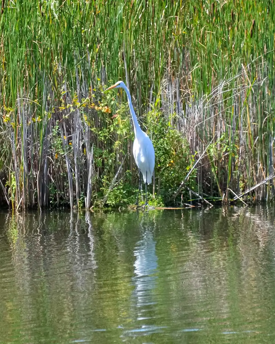 An egrit bird seen while walking the trail at Pinckney Island National Wildlife Refuge, Hilton Head, USA