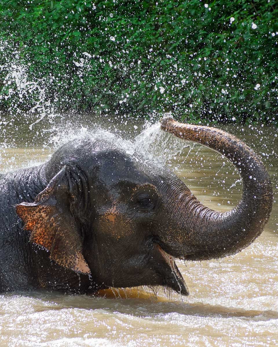 An-elephant-bathes-at-a-sanctuary-near-Pattaya-Thailand