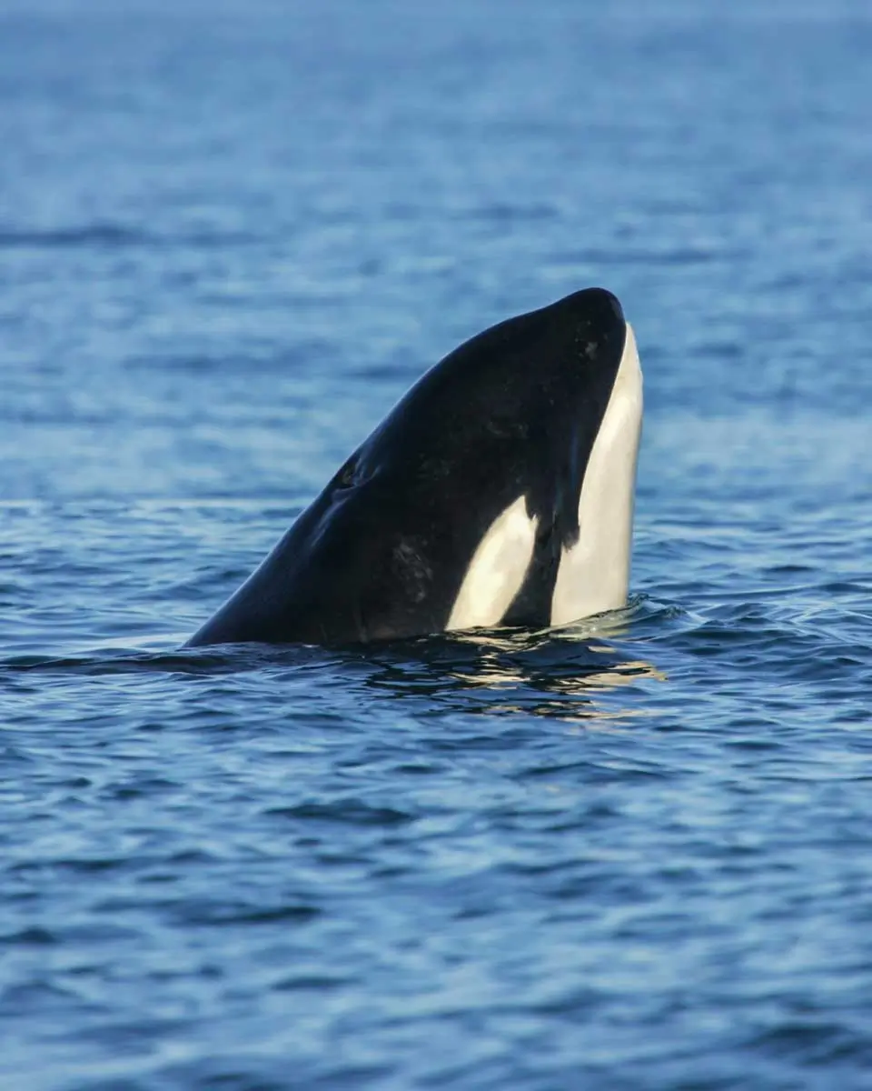 An orca seen on a whale watching cruise tour in San Juan Islands, Washington