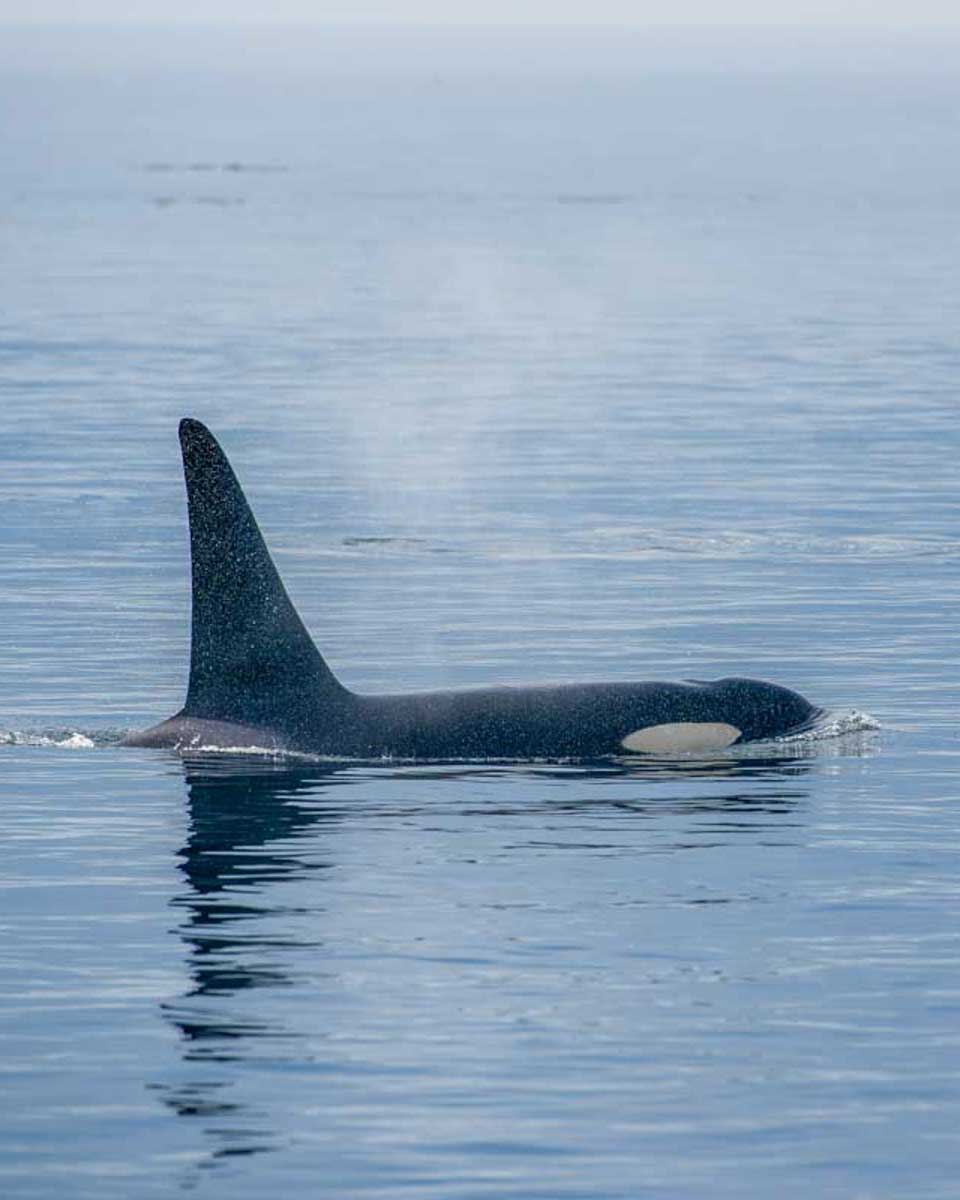 An-orca-seen-on-a-whale-watching-tour-in the San Juan Islands from Friday Harbor, Washington