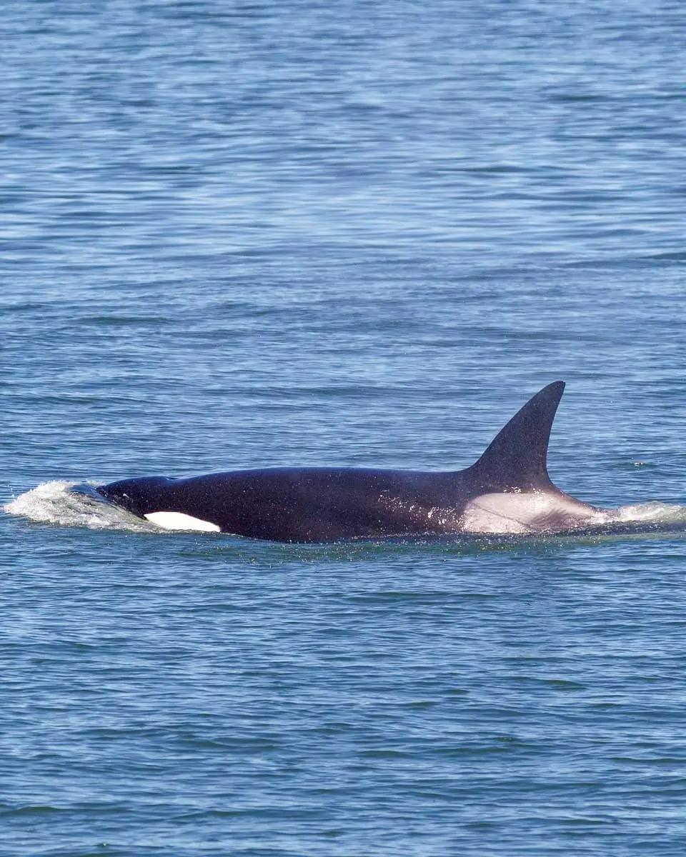 An orca swims on a whale watching tour from Friday Harbor, San Juan Islands, Washington
