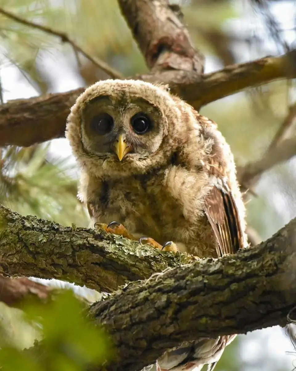 An owl spotted in Coastal Discovery Museum, Hilton Head, USA
