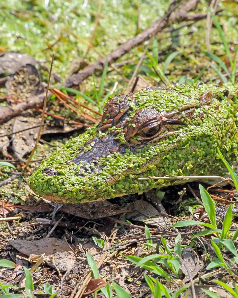Baby alligator covered in duckweed at the Pinckney Island National Wildlife Refuge, Hilton Head Island, USA