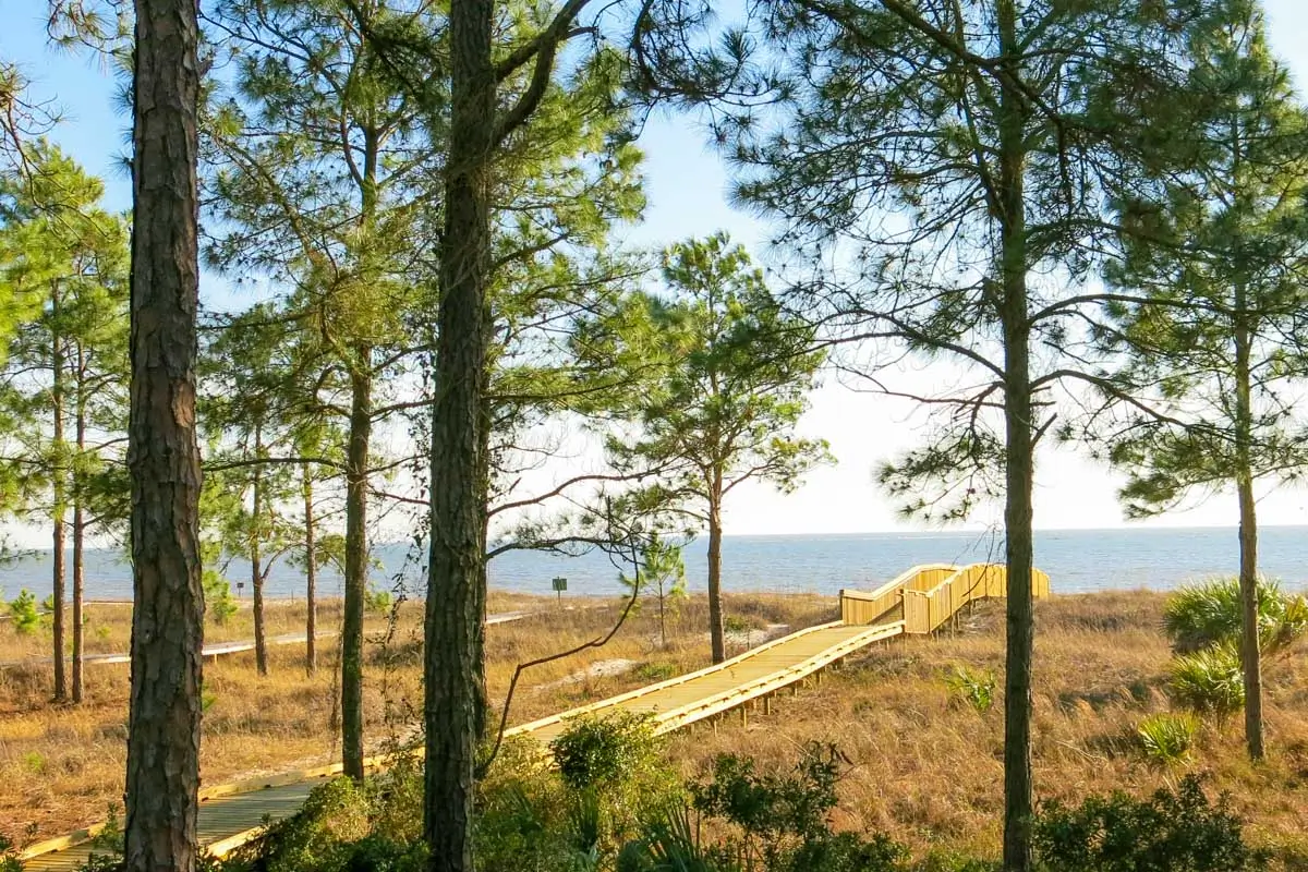 Beach and pine trees in Hilton Head, South Carolina