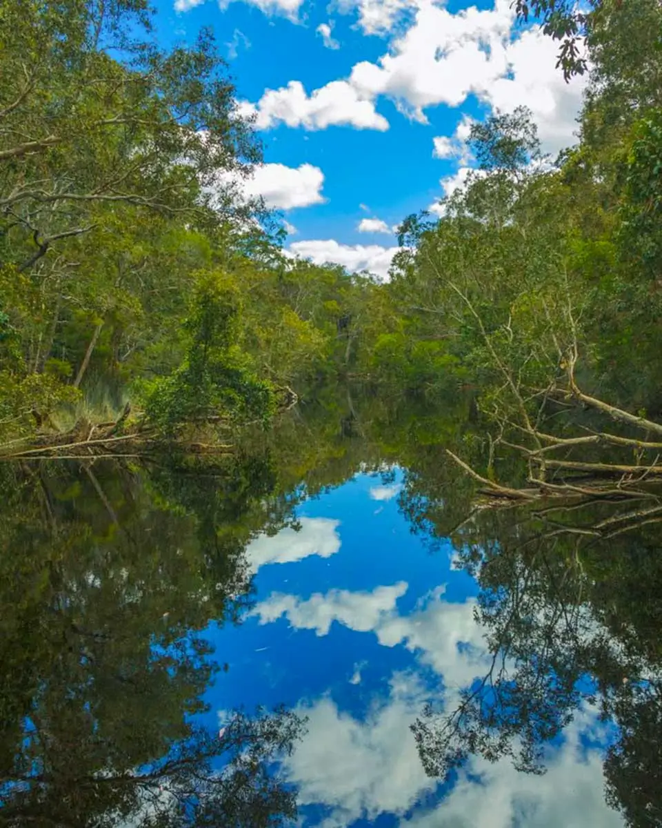 Canoeing across the The River of Mirrors in Noosa Everglades