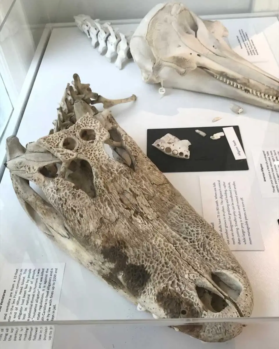 Coastal Discovery Museum in Hilton Head, South Carolina (2)