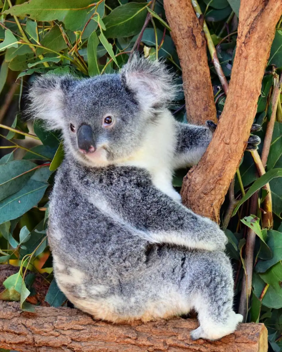 Cute koala looking on a tree branch in Australia