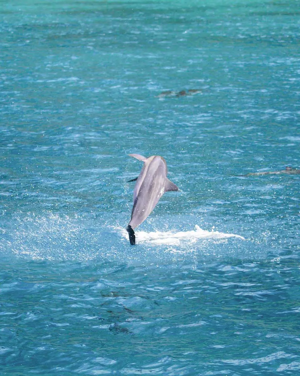 Dolphin seen on a sea kayak tour in Byron Bay, Australia