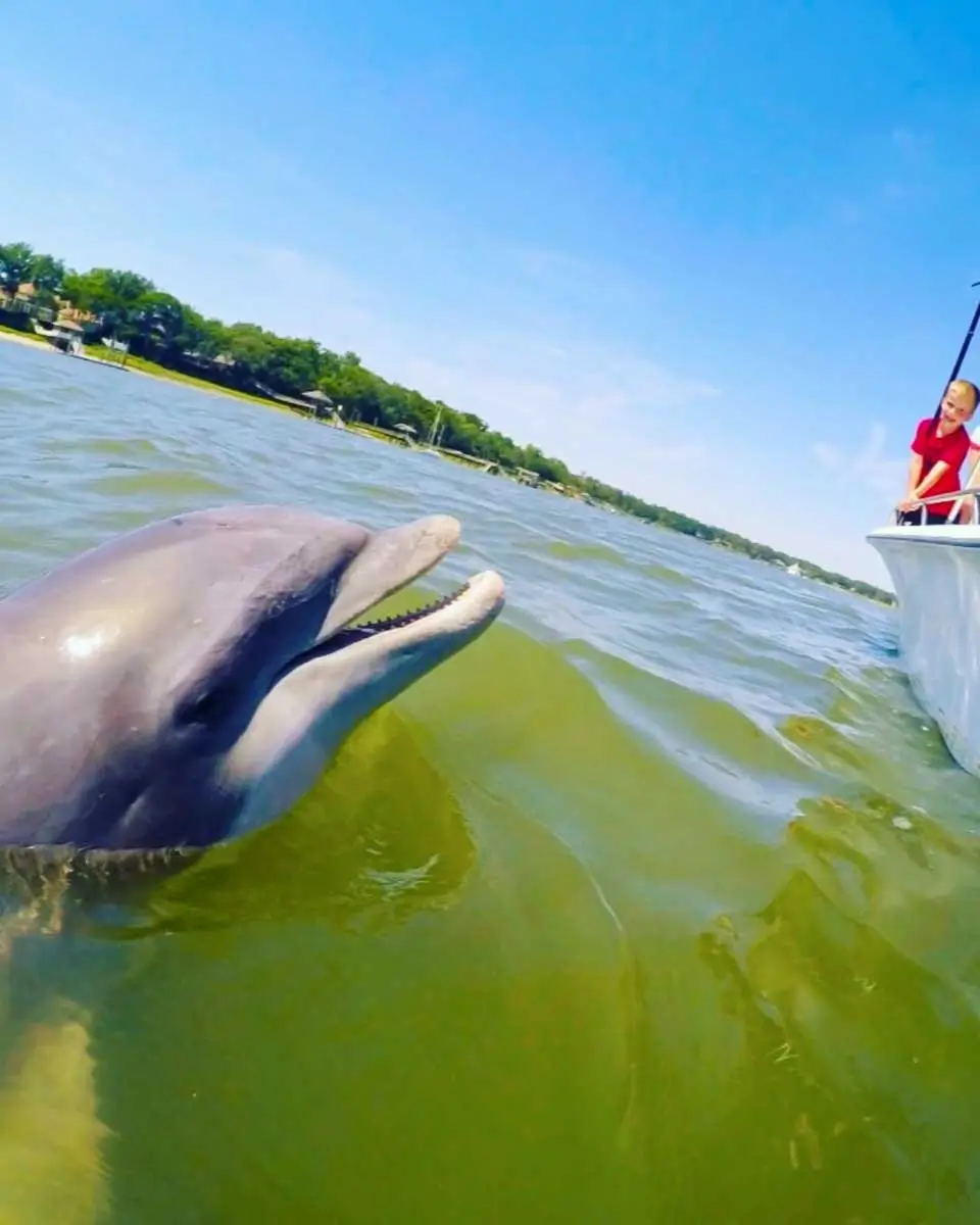 Dolphins spotted on Hilton Head Island Dolphin Boat Cruise tour, USA