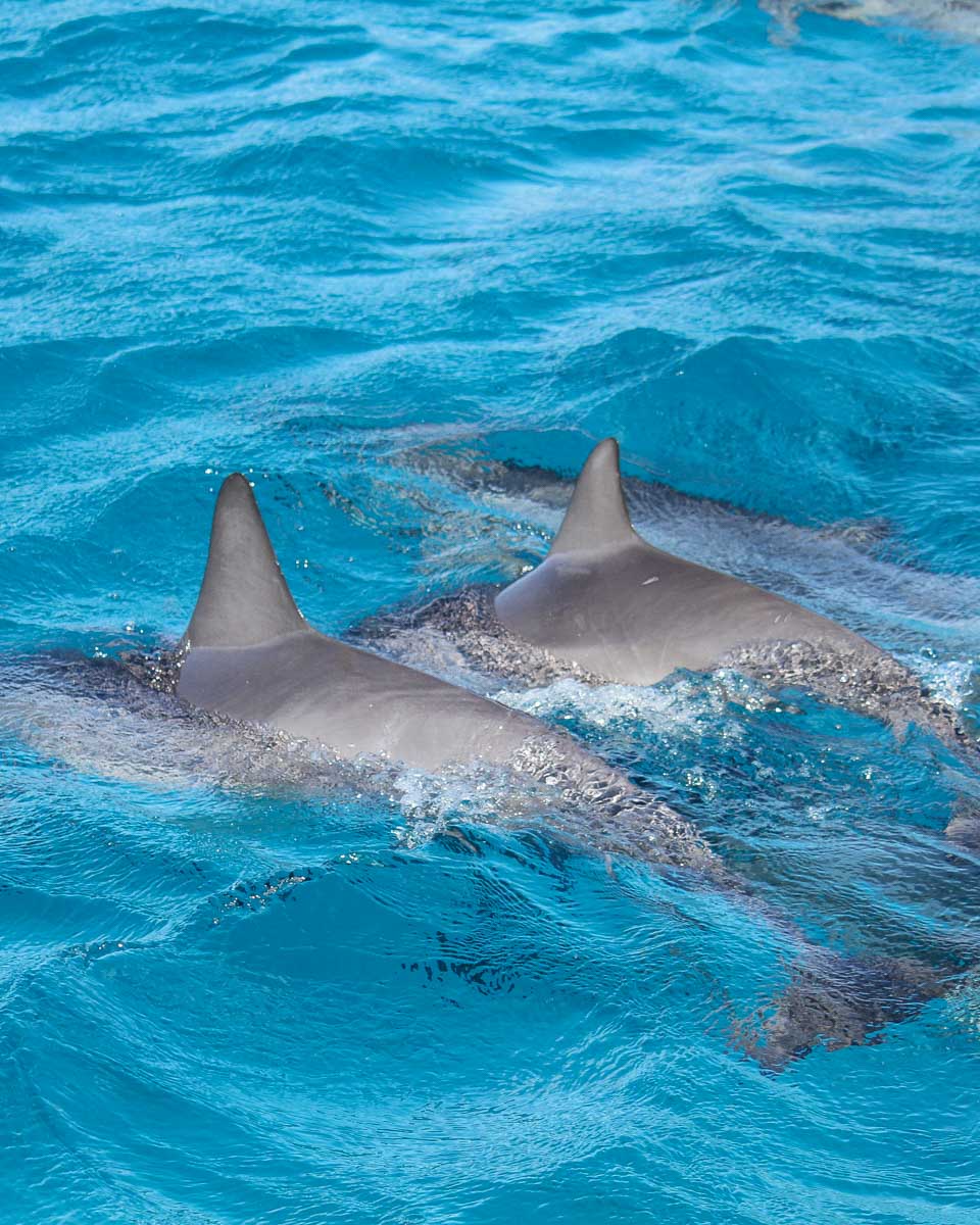 Dolphins-swimming-in Siesta Key, Florida