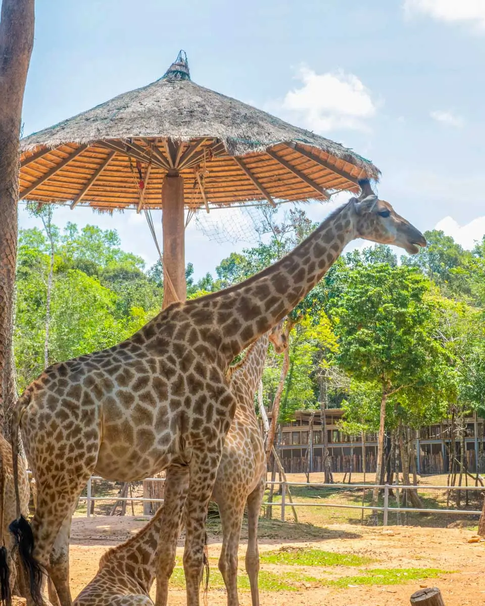 Elephants at a theme park in Phu Quoc, Vietnam