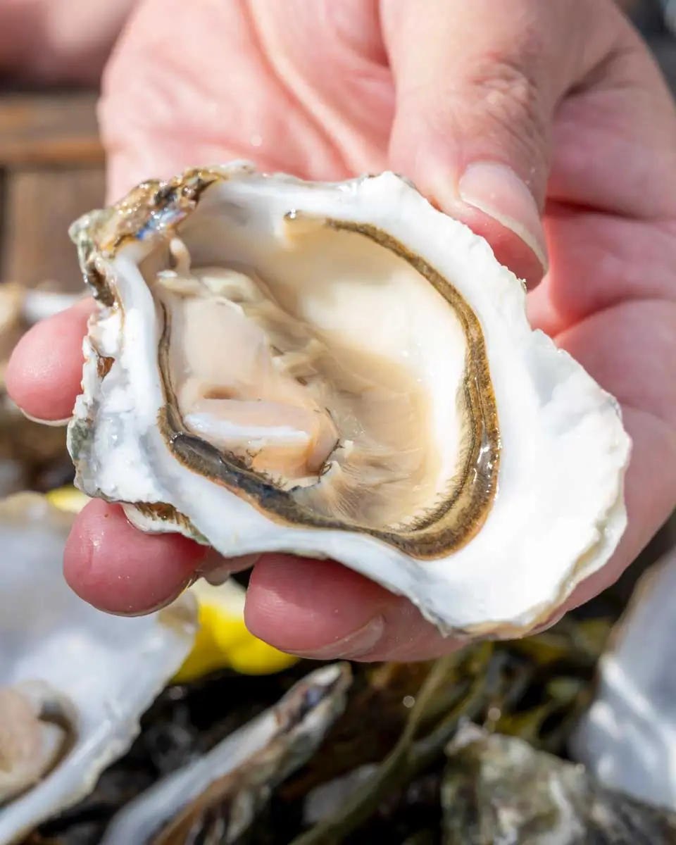 Fresh oysters in Siesta Key, Florida (2)